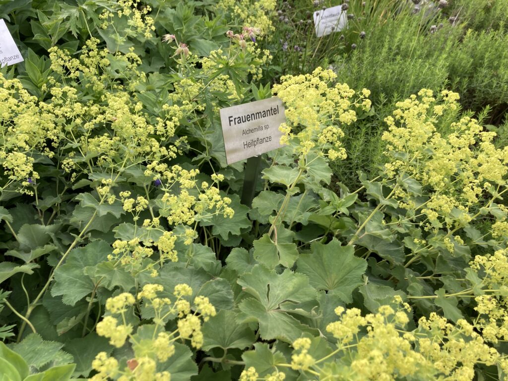 Der Frauenmantel (Alchemilla vulgaris)